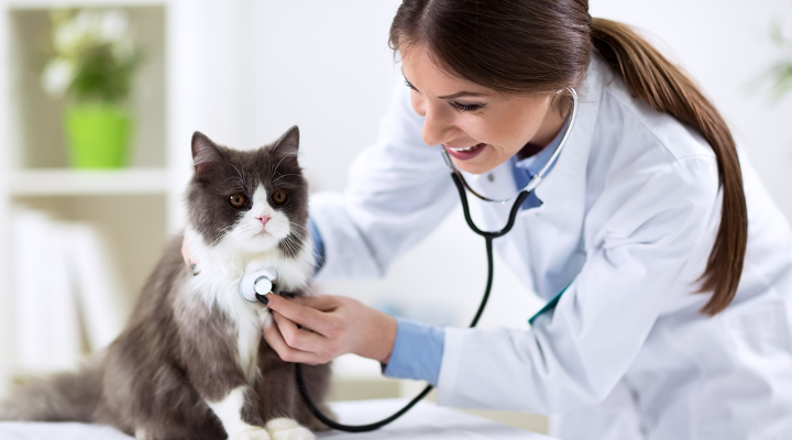 Plan de negocio para una clínica veterinaria